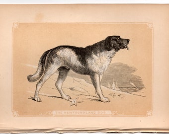 c.1853 THE NEWFOUNDLAND dog lithograph - original antique print - small animal lithograph - dog breed print • Bicknell print