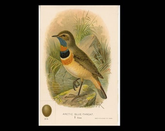 c. 1895 ARCTIC BLUE THROAT bird & egg lithograph • original antique print • song bird print • bird with her egg print