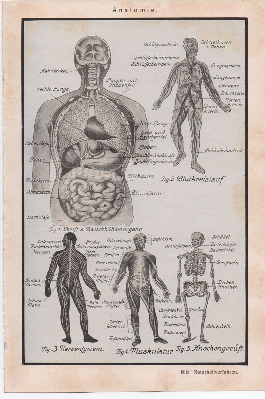 C. 1926 HUMAN ANATOMY Lithograph - Original Antique Medical Print ...
