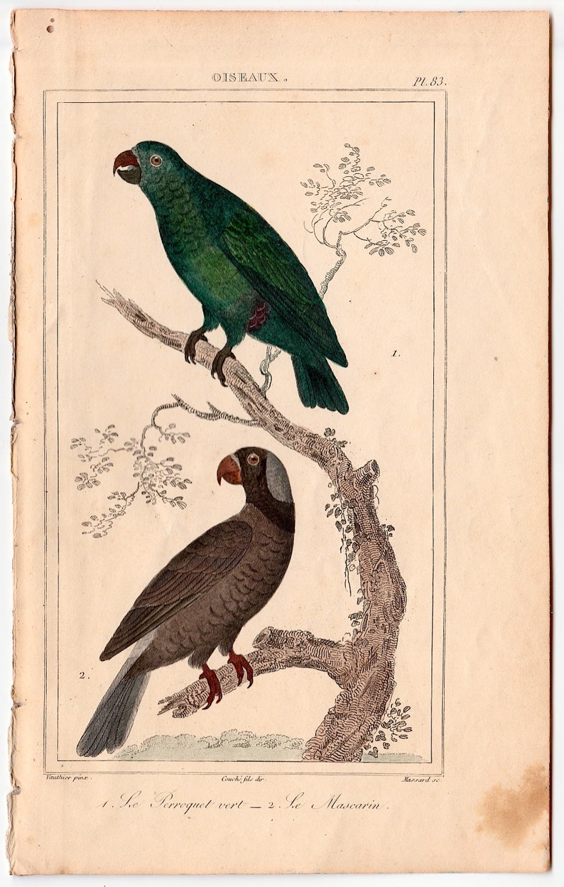 c. 1831 ANTIQUE PARROTS engraving original antique print Buffon bird prints ornithology prints avian hand colored psittacines image 2