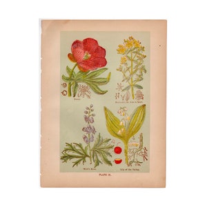 c. 1906 MEDICINAL PLANT lithograph • original antique print • botanical • flowers • medicinal herbs • peony lily of the valley st johns wort