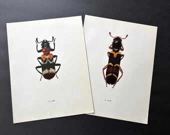 vintage BEETLE PRINTS c. 1964 • set of 2 original vintage prints • beetle illustrations • insect print • entomology • black & yellow bugs