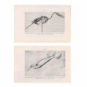 c. 1934 TOOTHED DIVING BIRD lithographs - vintage fossil print - extinct animal prints - Smithsonian Museum Natural History - Cretaceous era