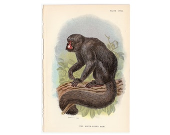 H. 1897 AFFE ANTIQUE LITHOGRAPHIE - original antiker Druck - Primate aus LLoyd's Natural Historie - Neue Welt Affe • Weiß Nase Saki