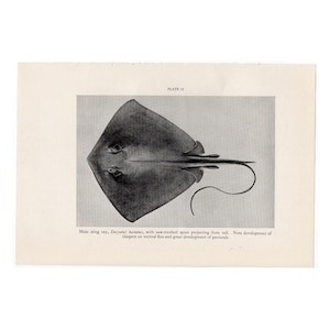 STING RAY print c. 1934 - original vintage print - vintage fish print - sea ray print - stingray print - Batoidea print • marine ray