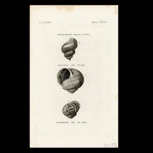 c. 1776 SNAIL SHELLS engraving • original antique print • antique shell print • Gastropod shell • conchology • mollusk shell • mollusc print