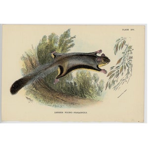 Puede incluir: Una ilustración vintage de un falangero volador menor, un pequeño marsupial con una cola larga y tupida, deslizándose por el aire. La ilustración está en un estilo detallado y realista con un fondo marrón claro y follaje verde.