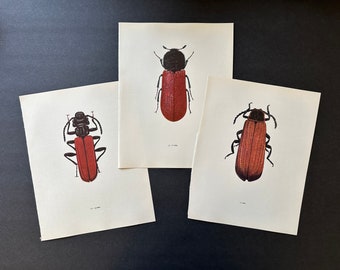 vintage BEETLE PRINTS c. 1964 • set of 3 original vintage prints • beetle illustrations • insect print • entomology • black & reddish bugs