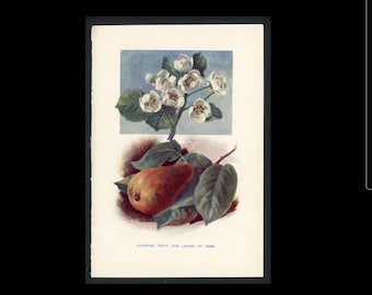 PEAR FLOWERS & FRUIT lithograph c. 1907 • original antique print • fruit tree • kitchen art • fruits print • pear blossom • pear print