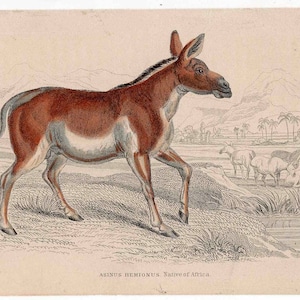 c. 1841 ASS engraving • original antique print • Jardine animal print • asinus hemionus of Africa print