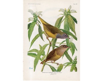 c. 1950 CONNECTICUT WARBLER BIRD print - litografia per uccelli - stampa vintage originale - Stampe ornitografiche vintage Audubon Birds of America