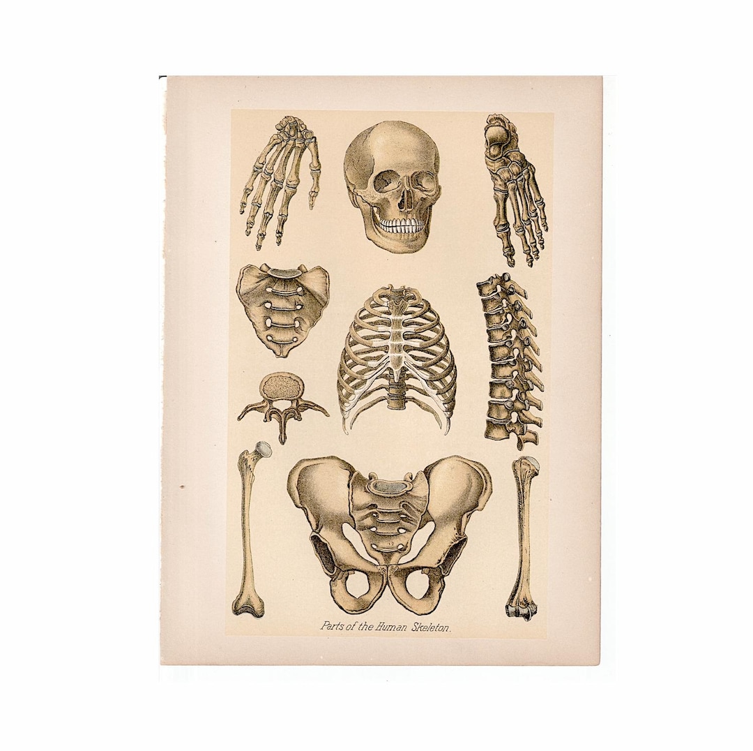 C.1901 SKELETON & BONES Print • Original Antique Print • Human Anatomy ...