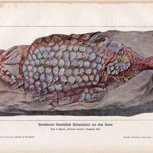 1900 FISH FOSSIL print original antique ancient sea life lithograph
