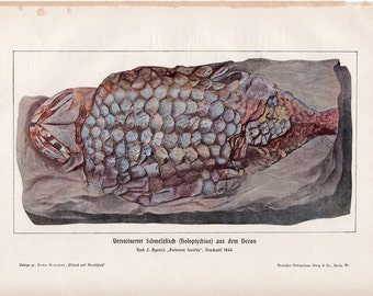 1900 FISKFOSSIL tryck original antik forntida marint liv litografi