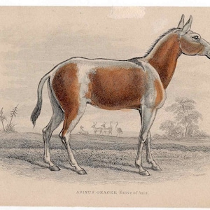 c. 1841 ASS engraving • original antique print • hand colored Jardine animal print • asinus onager of Asia print