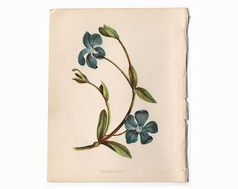 TINY BLUE FLOWER print c. 1853 • original antique prints • Anne Pratt botany print • botanical prints • 4.5 X 5.5" • periwinkle