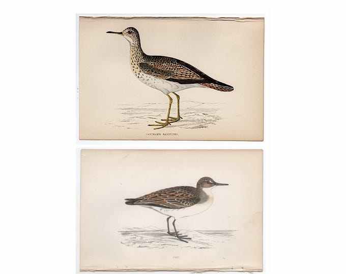Waterfowl Reed C. 1867 SANDPIPER & PEEP Lithographs • Set of 2 Original Antique Prints ...