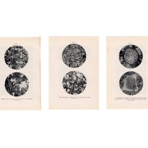 May include: Three black and white microscope images of different types of rock. The first image shows a close-up of a rock with a rough texture. The second image shows a close-up of a rock with a smooth texture. The third image shows a close-up of a rock with a crystalline texture.