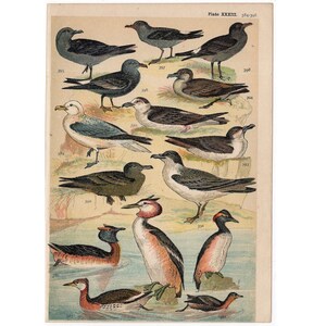 c. 1904 ANTIQUE BIRD LITHOGRAPHS - original antique bird prints - ornithology prints - assorted water birds - duck mallard - gull grebe tern