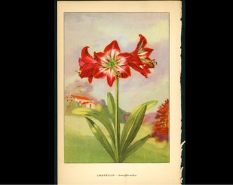 c. 1930 AMARYLLIS lithograph • original vintage print • flower print • garden flowers • botany • botanical print • Christmas plant print