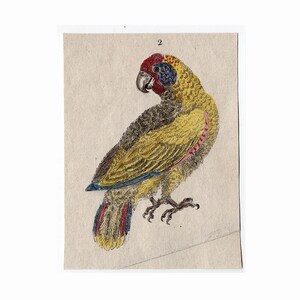 c. 1785 PARROT engraving •  original antique print • ornithology print - hand colored - parrot print • psittacines print • tiny bird print
