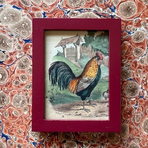 framed c. 1835 ROOSTER engraving • original antique print • poultry print • hand colored • domestic fowl • farm animal print • wall decor