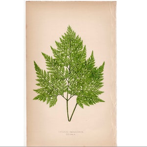 c. 1872 FERN lithograph • original antique print • Lowe botanical print • green ferns print • fern frond print • fern print