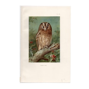 c. 1926 TAWNY OWL lithograph - original vintage print - ornithology - antique bird of prey print - antique owl print - nocturnal bird print