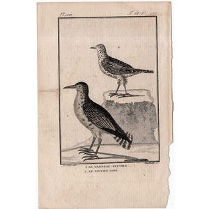 c. 1775 ANTIQUE BIRD engraving •  original antique print • antique bird print • ornithology print • Buffon print • wading & shore birds
