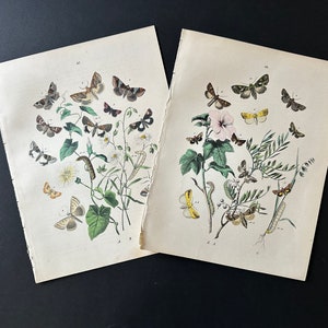 c. 1882 ANTIQUE MOTH lithographs • set of 2 original antique prints • insect prints • butterfly print • print of moths •  caterpillar prints
