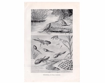 c. 1900 FROGS & TADPOLES lithograph • original antique print • amphibian print • Brehms print • toad print • anura print • Ranidae print