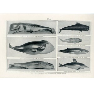 c. 1914 WHALE lithograph - original antique print - sea life ocean marine mammals - orca baleen sperm narwal dolphin blue whale
