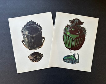 vintage BEETLE PRINTS c. 1964 • set of 2 original vintage prints • beetle illustrations • insect print • entomology • black & green bugs