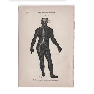 H. 1884 NERVENSYSTEM Lithographie - Antike menschliche Anatomie Kunstdruck - Nerven & Rückenmark - medizinische Illustration