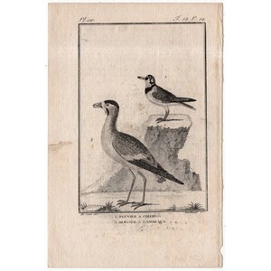 c. 1775 ANTIQUE BIRD engraving •  original antique print • antique bird print • ornithology print • Buffon print • wading birds plover