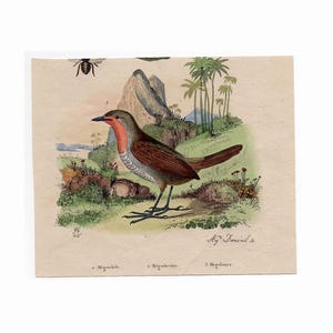 c. 1835 CHUCAO BIRD print • original antique print • Guerin nature print • landscape scenery • hand colored engraving • Chucao tapaculo