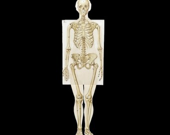 Peut inclure: Une illustration détaillée d'un squelette humain, représenté en position debout. Le squelette est rendu dans une couleur beige clair, avec des articulations et des os visibles. L'illustration est présentée sur un fond blanc.