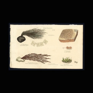 c. 1809 SEAWEED CONFERVA engraving • original antique print • marine botanical print • sea algae print • marine algae print