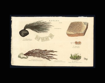 H. 1809 SEAWEED CONFERVA stich • antike Kunst • Meeres Algen Kunstdruck • Meeresalgen Print