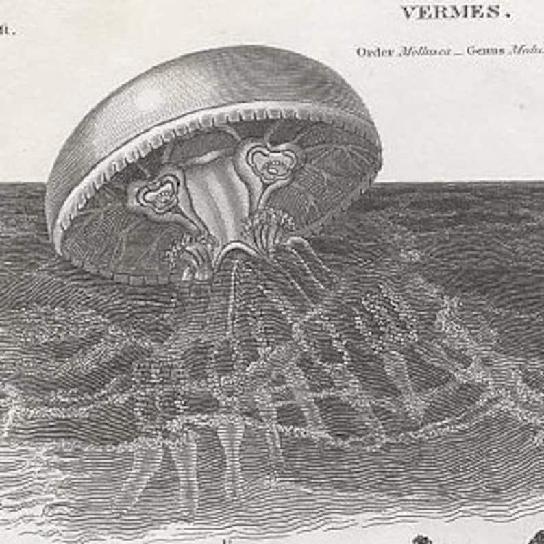 in frame /& ready to hang! sea life ocean marine animal medusa jelies 1820 JELLYFISH ANTIQUE ENGRAVING c original antique print