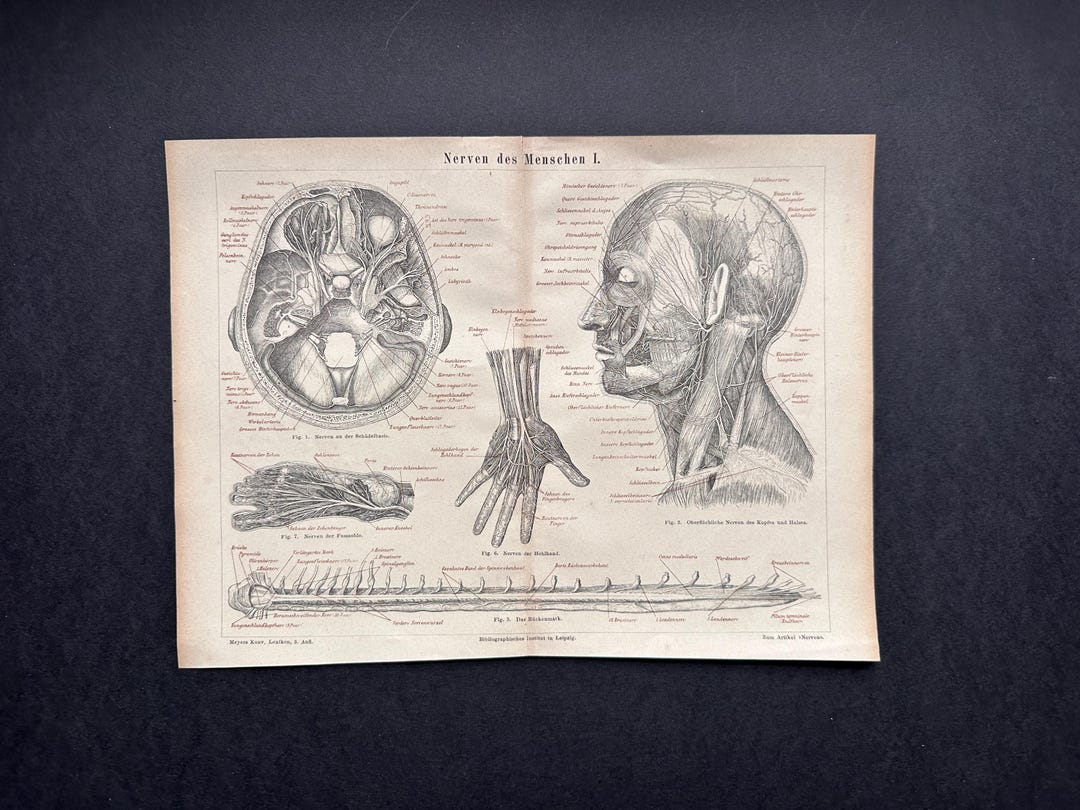 NERVOUS SYSTEM Lithograph C. 1875 - Original Antique Print • Anatomy ...