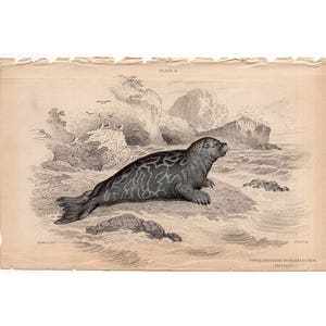 c. 1833 SEAL engraving original antique print pinniped print Jardine marine animal print marbled seal image 1