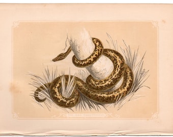 BOA CONSTRICTOR engraving c. 1853 • original antique print • reptile print • Bicknell print • herpetology print • snake print