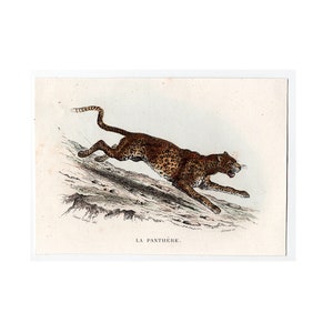 c. 1837 PANTHER print • original antique print • Safari print • African animal print • Buffon print • wild cats
