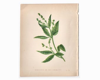 TINY GREEN FLOWER print c. 1853 • original antique prints • Anne Pratt botany print • botanical prints • 4.5 X 5.5" • dog's mercury