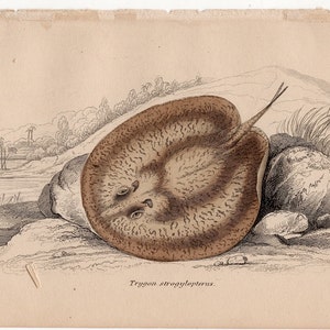May include: A detailed illustration of a brown and white stingray, known as a Trygon strogylopterus, resting on a rock. The illustration is from a vintage book and features a detailed depiction of the stingray's body and markings.