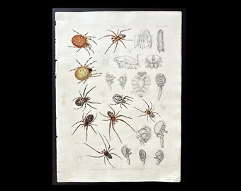 c. 1861 SPIDERS lithograph - original antique print • hand colored arachnid print - orb-weaving spiders - Arachnophobia -spider print