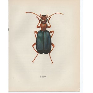 vintage BEETLE PRINT c. 1964 • original vintage print • bug print • beetle illustration • insect print • entomology print • brown & blue bug