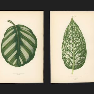 c.1872 ANTIQUE LEAF lithographs •  set of 2 original antique prints by Lowe • leaved plant prints • green leaves print • foliage