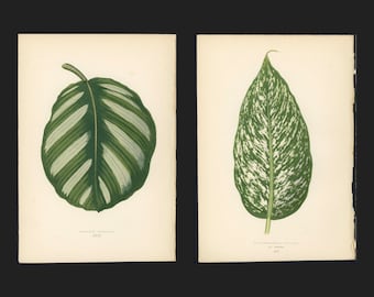 c.1872 ANTIK BLATT Lithographien • Set von 2 original antiken Drucken von Lowe • blätter pflanzendrucke • blätter druck • blätterdruck